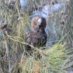 Calyptorhynchus lathami lathami (Glossy Black-Cockatoo) at Stirling, ACT - 21 Aug 2020 by rawshorty