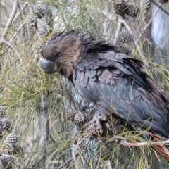 Calyptorhynchus lathami at Stirling, ACT - 21 Aug 2020