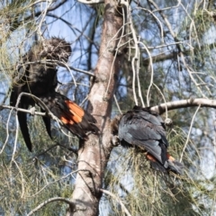 Calyptorhynchus lathami lathami at Stirling, ACT - 21 Aug 2020