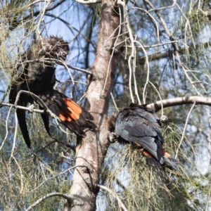 Calyptorhynchus lathami lathami at Stirling, ACT - 21 Aug 2020