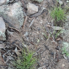 Tripogonella loliiformis (Five Minute Grass, Rye Beetle-Grass) at Conder, ACT - 18 Mar 2020 by michaelb