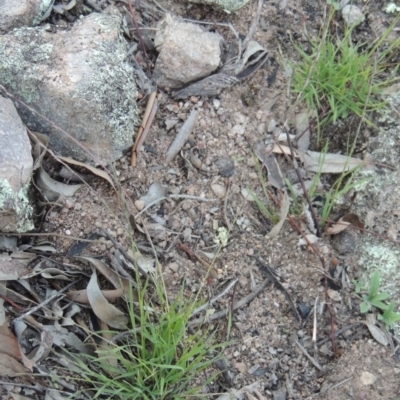 Tripogonella loliiformis (Five Minute Grass, Rye Beetle-Grass) at Conder, ACT - 18 Mar 2020 by MichaelBedingfield