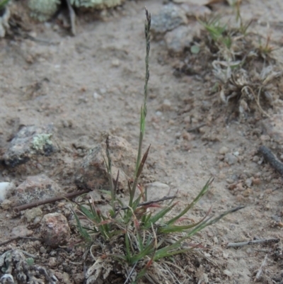 Tripogonella loliiformis (Five Minute Grass, Rye Beetle-Grass) at Conder, ACT - 18 Mar 2020 by MichaelBedingfield