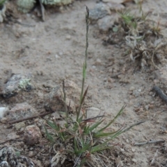 Tripogonella loliiformis (Five Minute Grass, Rye Beetle-Grass) at Rob Roy Range - 18 Mar 2020 by michaelb