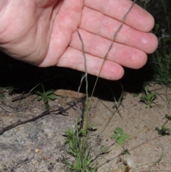 Tripogonella loliiformis (Five Minute Grass, Rye Beetle-Grass) at Conder, ACT - 18 Mar 2020 by MichaelBedingfield