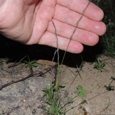 Tripogonella loliiformis (Five Minute Grass, Rye Beetle-Grass) at Rob Roy Range - 18 Mar 2020 by michaelb