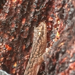 Christinus marmoratus (Southern Marbled Gecko) at Aranda, ACT - 15 Aug 2020 by Jubeyjubes