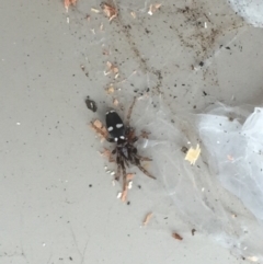 Lampona sp. (genus) (White-tailed spider) at Aranda, ACT - 15 Aug 2020 by Jubeyjubes