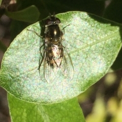 Melangyna viridiceps (Hover fly) at Aranda, ACT - 15 Aug 2020 by Jubeyjubes