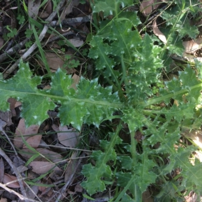 Carduus pycnocephalus (Slender Thistle) at Kameruka, NSW - 21 Aug 2020 by LisaWhite