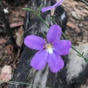 Scaevola ramosissima at Wapengo, NSW - 29 Mar 2020