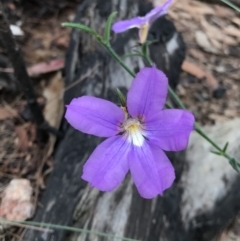 Scaevola ramosissima (Hairy Fan-flower) at Mumbulla State Forest - 29 Mar 2020 by Rose