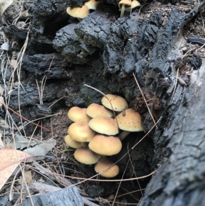 Hypholoma sp. (Hypholoma) at Wapengo, NSW - 29 Mar 2020 by Rose