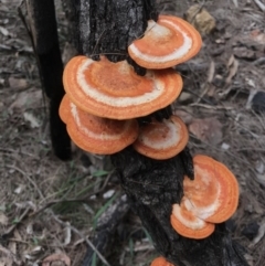 Trametes coccinea (Scarlet Bracket) at Wapengo, NSW - 29 Mar 2020 by Rose