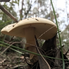 Unidentified Fungus (TBC) at Wapengo, NSW - 29 Mar 2020 by Rose