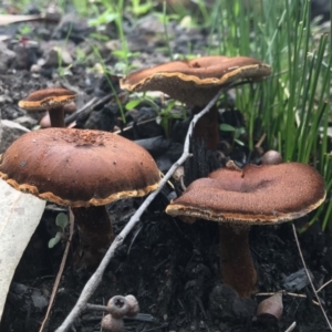 Neolentinus dactyloides at Wapengo, NSW - 29 Mar 2020