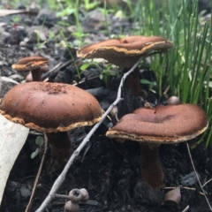 Neolentinus dactyloides (Leathery Sawgill) at Mumbulla State Forest - 29 Mar 2020 by Rose