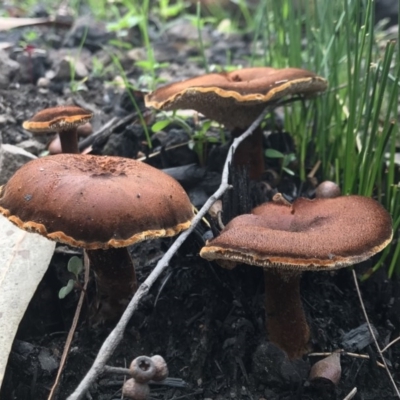 Neolentinus dactyloides (Leathery Sawgill) at Wapengo, NSW - 29 Mar 2020 by Rose