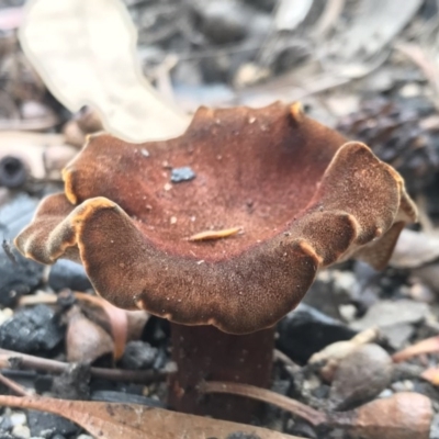 Unidentified Fungus at Mumbulla State Forest - 29 Mar 2020 by Rose