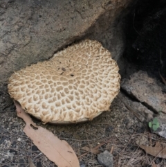 Unverified Fungus at Wapengo, NSW - 29 Mar 2020 by Rose