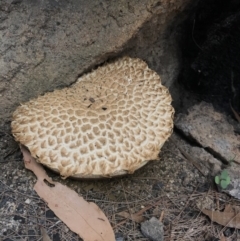 Unidentified Fungus at Mumbulla State Forest - 29 Mar 2020 by Rose