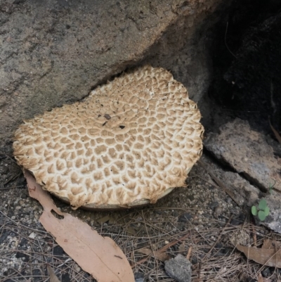 Unidentified Fungus at Wapengo, NSW - 29 Mar 2020 by Rose