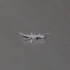 Neuroptera (order) (Unidentified lacewing) at Acton, ACT - 4 Aug 2020 by TimL