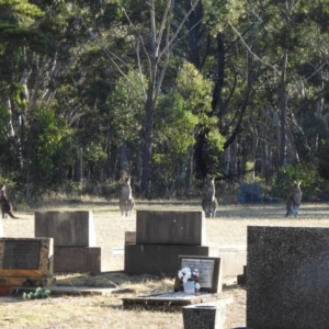 Macropus giganteus at Penrose - 11 Aug 2020