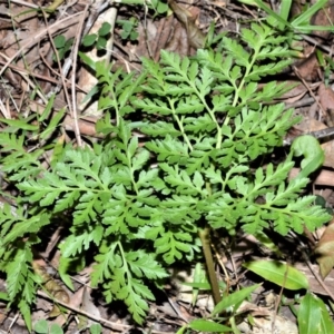 Sceptridium australe at Berry, NSW - 21 Aug 2020