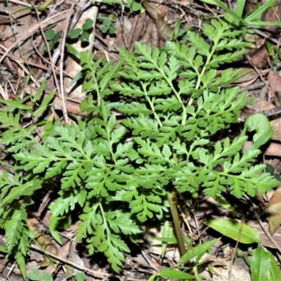 Botrychium australe (Austral Moonwort) at Berry, NSW - 21 Aug 2020 by plants