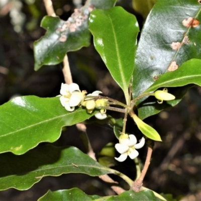 Pittosporum undulatum (sweet pittosporum) at Seven Mile Beach National Park - 21 Aug 2020 by plants