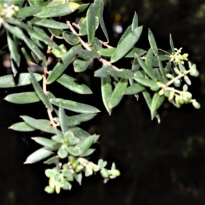 Monotoca elliptica at Berry, NSW - 21 Aug 2020