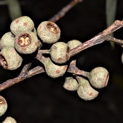 Eucalyptus pilularis (Blackbutt) at Seven Mile Beach National Park - 21 Aug 2020 by plants