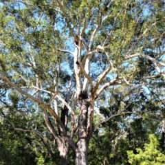 Eucalyptus pilularis at Seven Mile Beach National Park - 21 Aug 2020
