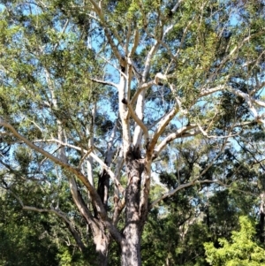 Eucalyptus pilularis at Seven Mile Beach National Park - 21 Aug 2020 10:56 PM