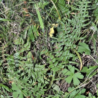 Pellaea viridis (Green Cliff Brake) at Berry, NSW - 21 Aug 2020 by plants