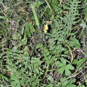 Pellaea viridis at Berry, NSW - 21 Aug 2020