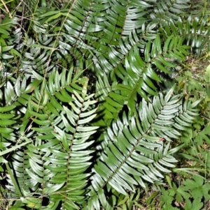 Pellaea falcata at Berry, NSW - 21 Aug 2020