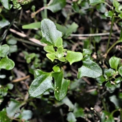 Einadia hastata (Berry Saltbush) at Berry, NSW - 21 Aug 2020 by plants