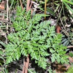 Sceptridium australe (Austral Moonwort) at Berry, NSW - 21 Aug 2020 by plants