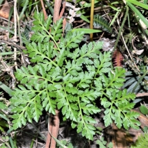 Sceptridium australe at Berry, NSW - 21 Aug 2020