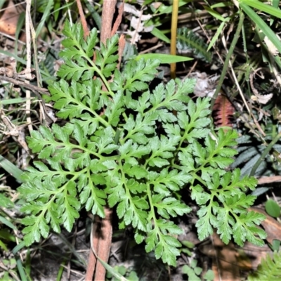 Sceptridium australe (Austral Moonwort) at Berry, NSW - 21 Aug 2020 by plants
