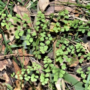 Adiantum aethiopicum at Berry, NSW - 21 Aug 2020