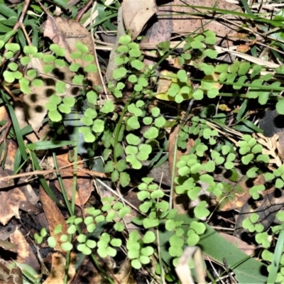 Adiantum aethiopicum (Common Maidenhair Fern) at Berry, NSW - 21 Aug 2020 by plants