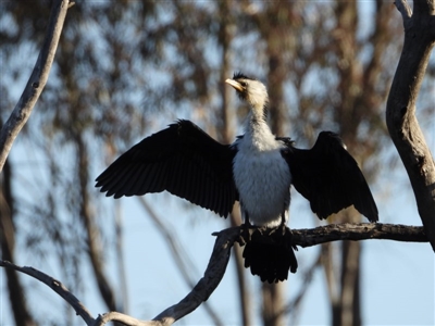 Microcarbo melanoleucos (Little Pied Cormorant) at Thurgoona, NSW - 11 Sep 2019 by WingsToWander