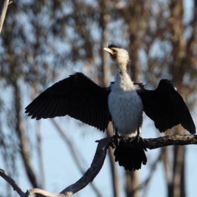 Microcarbo melanoleucos (Little Pied Cormorant) at Charles Sturt University - 11 Sep 2019 by WingsToWander