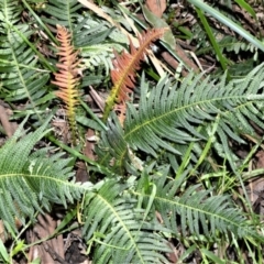 Blechnum neohollandicum (Prickly Rasp Fern) at Berry, NSW - 21 Aug 2020 by plants