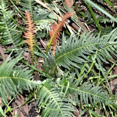 Blechnum neohollandicum (Prickly Rasp Fern) at Berry, NSW - 21 Aug 2020 by plants