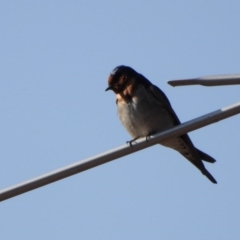 Hirundo neoxena (Welcome Swallow) at Wodonga - 20 Sep 2019 by WingsToWander