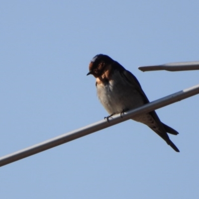 Hirundo neoxena (Welcome Swallow) at Gateway Island, VIC - 20 Sep 2019 by WingsToWander